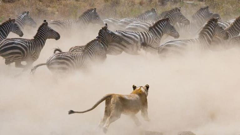 How to Experience Luxury on a Kenya Safari
