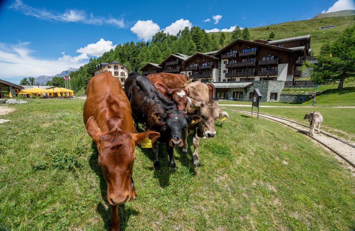 Cows grazing during a Swiss summer